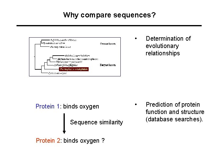 Why compare sequences? Protein 1: binds oxygen Sequence similarity Protein 2: binds oxygen ?