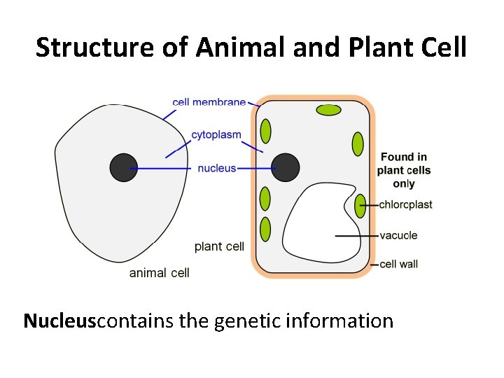 Structure of Animal and Plant Cell Nucleuscontains the genetic information 