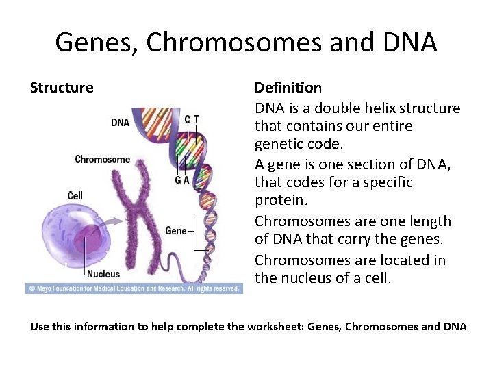 Genes, Chromosomes and DNA Structure Definition DNA is a double helix structure that contains