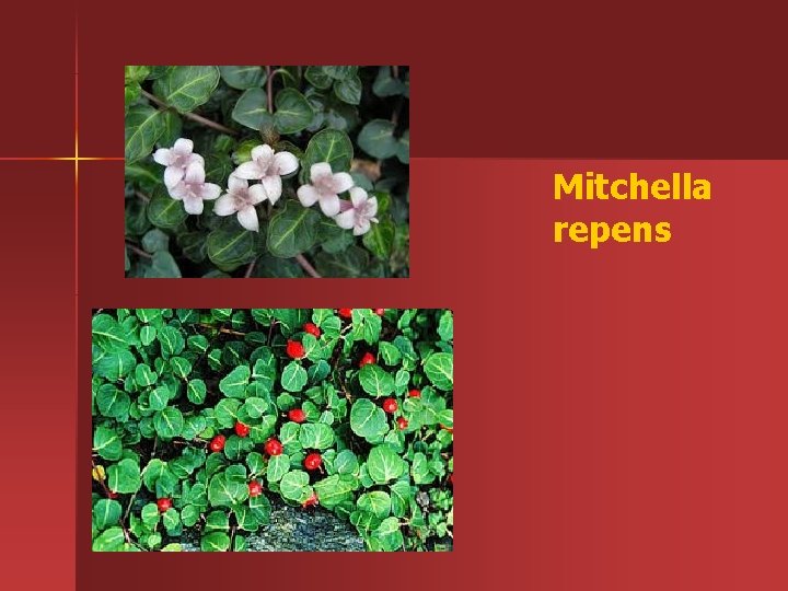 Mitchella repens 