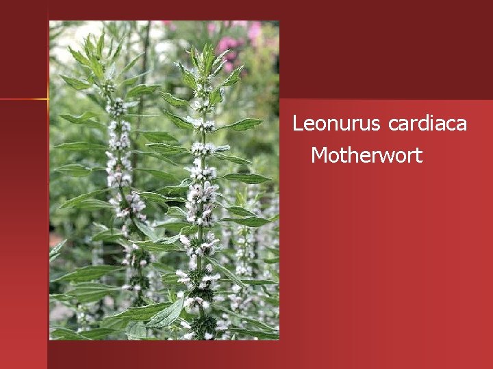 Leonurus cardiaca Motherwort 