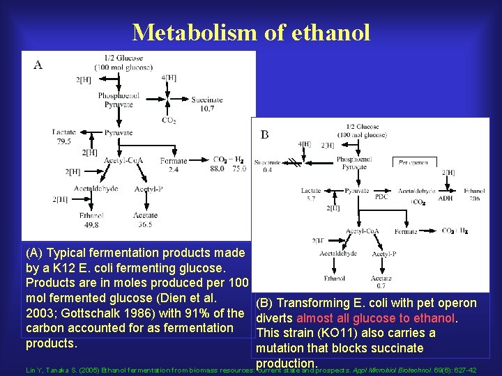 Metabolism of ethanol (A) Typical fermentation products made by a K 12 E. coli