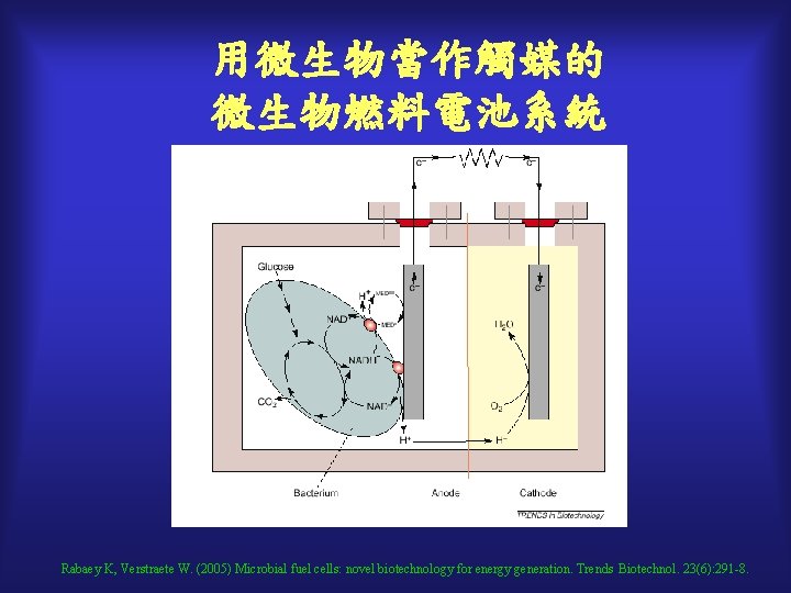 用微生物當作觸媒的 微生物燃料電池系統 Rabaey K, Verstraete W. (2005) Microbial fuel cells: novel biotechnology for energy