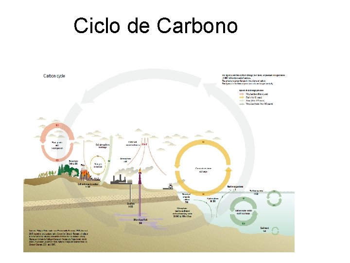 Ciclo de Carbono 