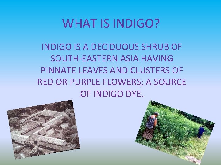 WHAT IS INDIGO? INDIGO IS A DECIDUOUS SHRUB OF SOUTH-EASTERN ASIA HAVING PINNATE LEAVES WHAT IS INDIGO? INDIGO IS A DECIDUOUS SHRUB OF SOUTH-EASTERN ASIA HAVING PINNATE LEAVES