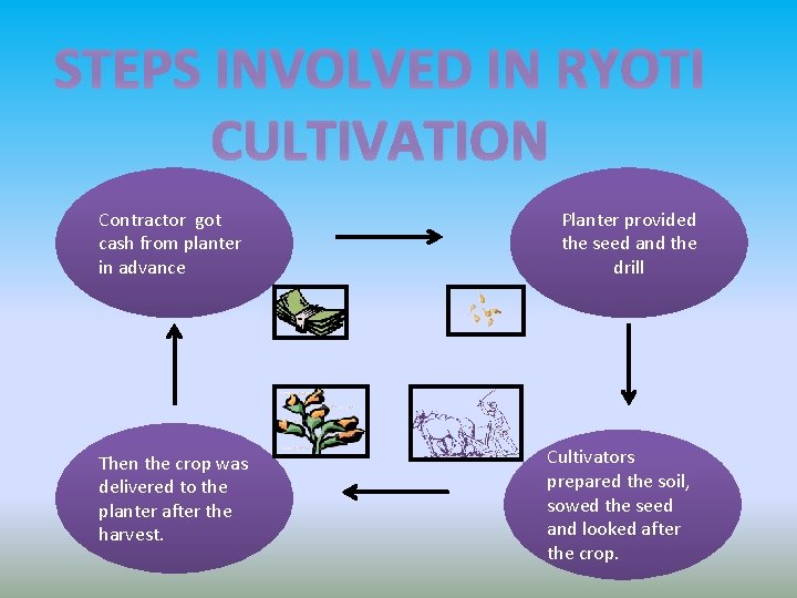 STEPS INVOLVED IN RYOTI CULTIVATION Contractor got cash from planter in advance Then the