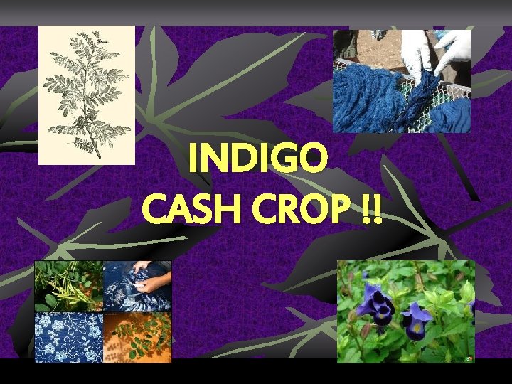 INDIGO CASH CROP !! INDIGO CASH CROP !!