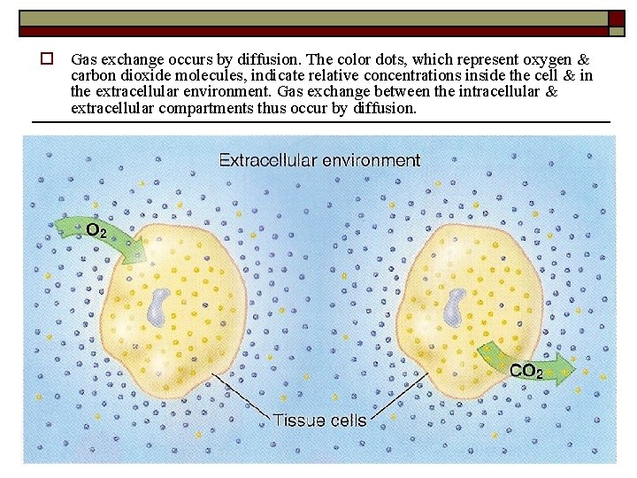 o Gas exchange occurs by diffusion. The color dots, which represent oxygen & carbon