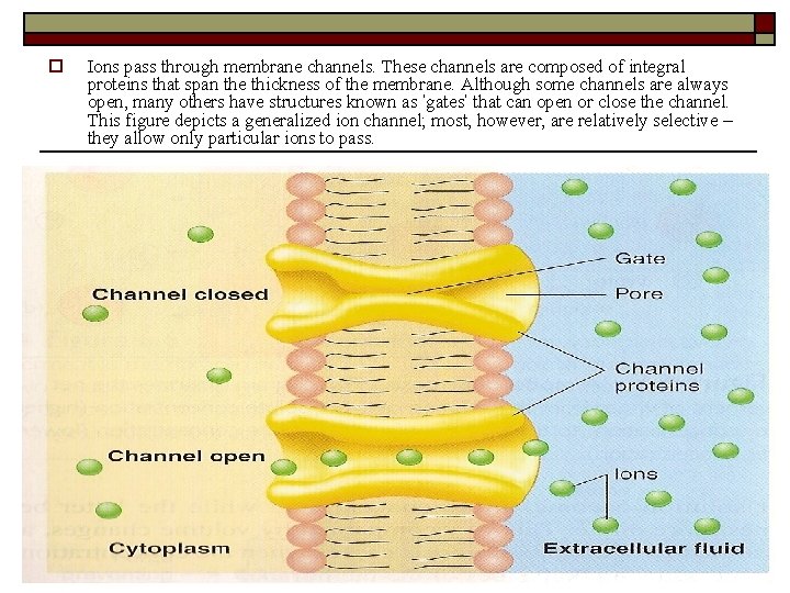 o Ions pass through membrane channels. These channels are composed of integral proteins that