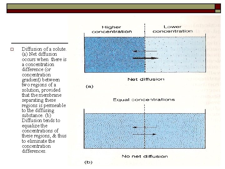 o Diffusion of a solute. (a) Net diffusion occurs when there is a concentration