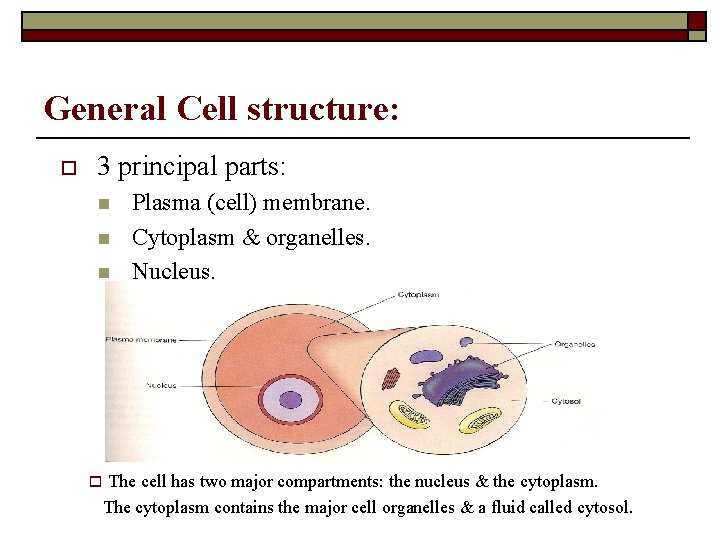 General Cell structure: o 3 principal parts: n n n Plasma (cell) membrane. Cytoplasm
