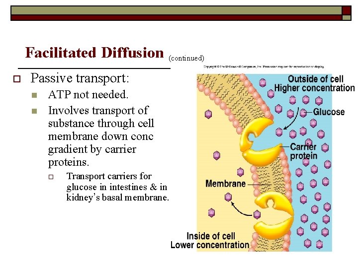 Facilitated Diffusion (continued) o Passive transport: n n ATP not needed. Involves transport of