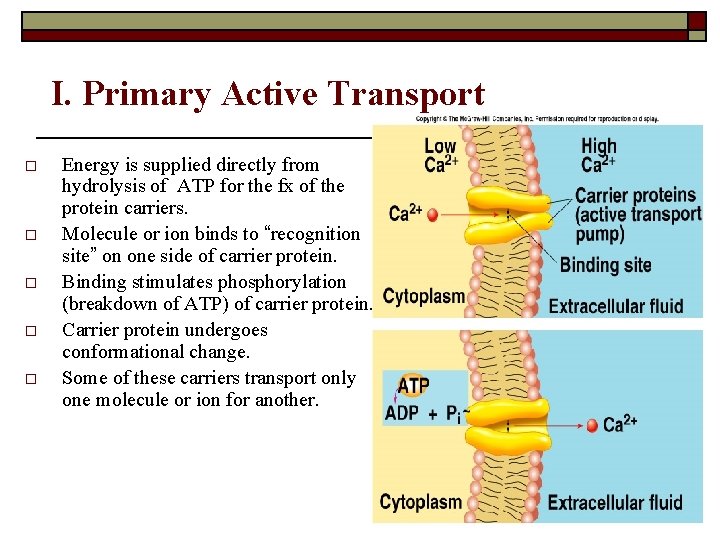 I. Primary Active Transport o o o Energy is supplied directly from hydrolysis of