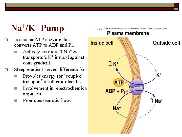 Na+/K+ Pump o o Is also an ATP enzyme that converts ATP to ADP