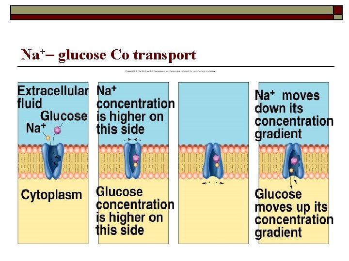 Na+– glucose Co transport 