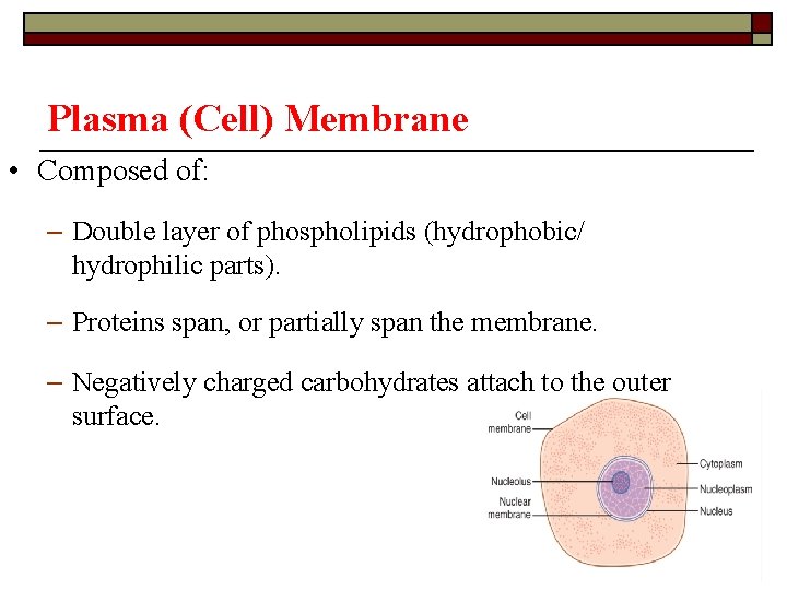 Plasma (Cell) Membrane • Composed of: – Double layer of phospholipids (hydrophobic/ hydrophilic parts).
