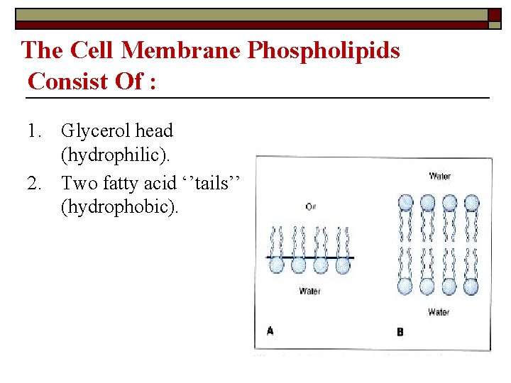 The Cell Membrane Phospholipids Consist Of : 1. Glycerol head (hydrophilic). 2. Two fatty