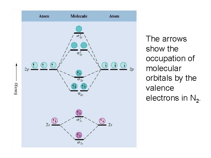 The arrows show the occupation of molecular orbitals by the valence electrons in N