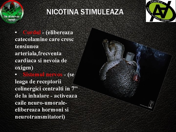 NICOTINA STIMULEAZA • Cordul - (elibereaza catecolamine care cresc tensiunea arteriala, frecventa cardiaca si