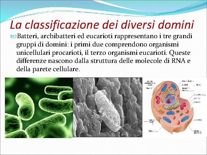 La classificazione dei diversi domini Batteri, archibatteri ed eucarioti rappresentano i tre grandi gruppi