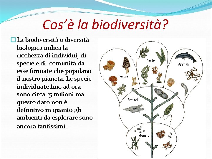 Cos’è la biodiversità? �La biodiversità o diversità biologica indica la ricchezza di individui, di