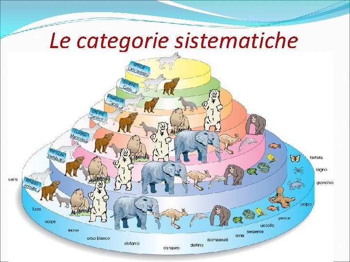 Le categorie sistematiche 