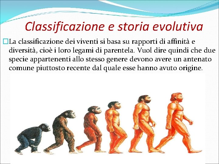Classificazione e storia evolutiva �La classificazione dei viventi si basa su rapporti di affinità
