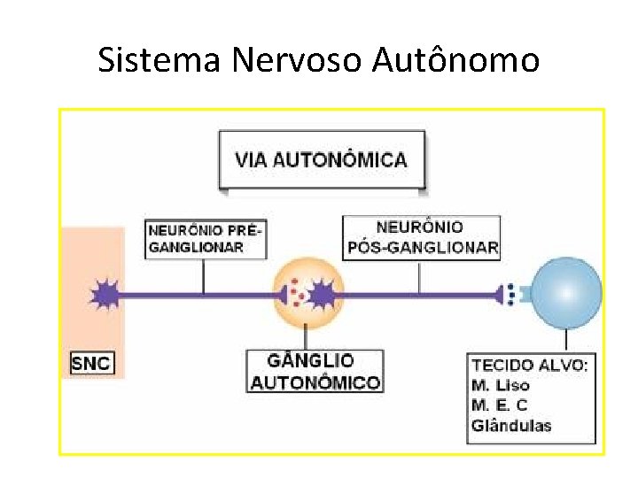 Sistema Nervoso Autônomo 