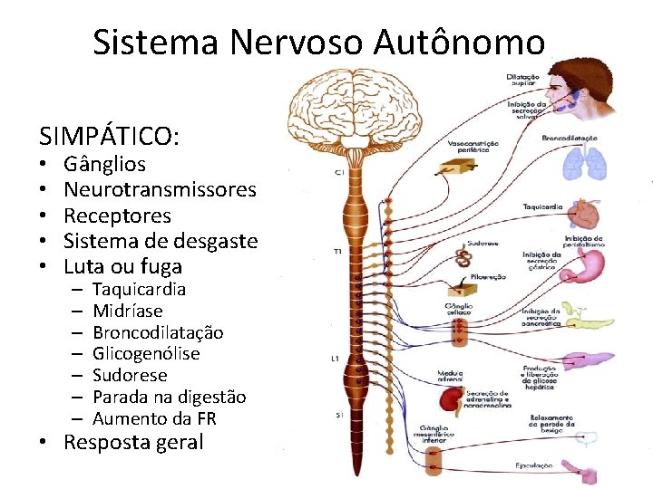 Sistema Nervoso Autônomo SIMPÁTICO: • • • Gânglios Neurotransmissores Receptores Sistema de desgaste Luta
