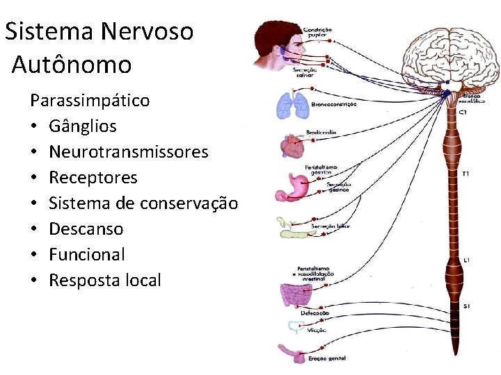 Sistema Nervoso Autônomo Parassimpático • Gânglios • Neurotransmissores • Receptores • Sistema de conservação