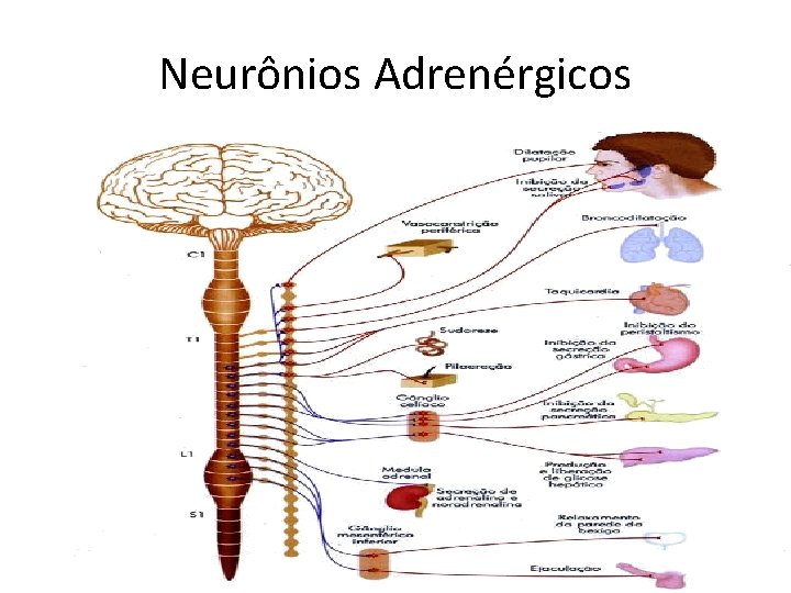 Neurônios Adrenérgicos 