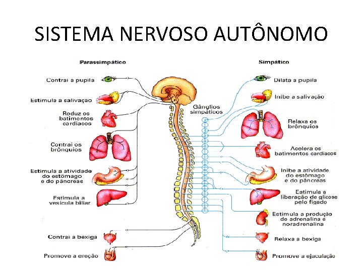 SISTEMA NERVOSO AUTÔNOMO 