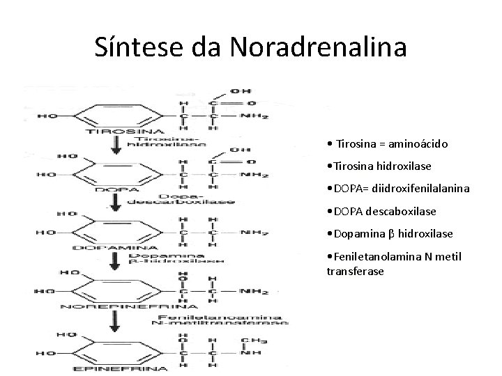 Síntese da Noradrenalina • Tirosina = aminoácido • Tirosina hidroxilase • DOPA= diidroxifenilalanina •