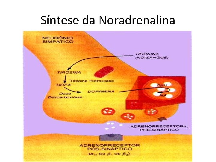 Síntese da Noradrenalina 