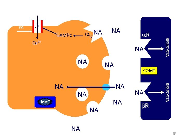 Ca 2+ PA X(-) AMPc NA Ca 2+ R NA NA NA MAO NA