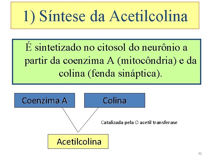 1) Síntese da Acetilcolina É sintetizado no citosol do neurônio a partir da coenzima