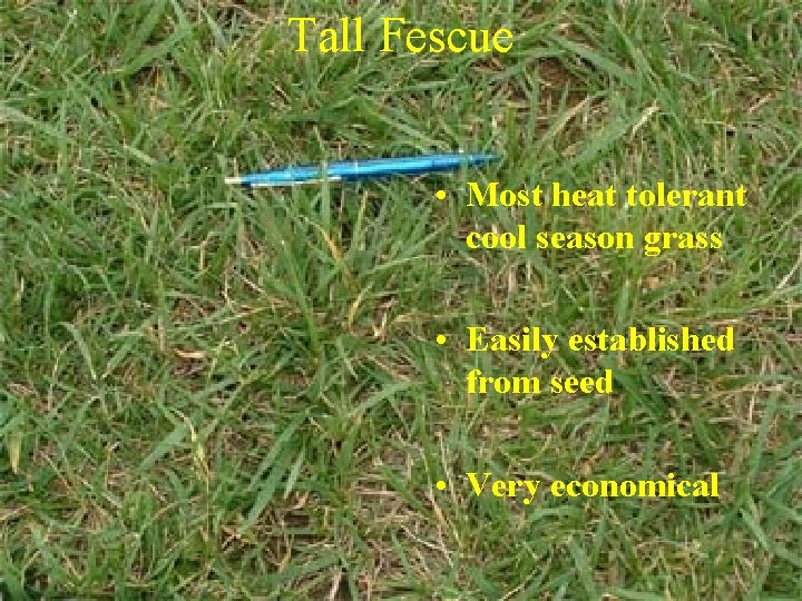 Tall Fescue • Most heat tolerant cool season grass • Easily established from seed