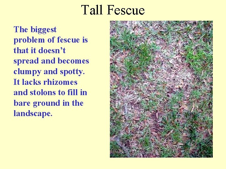 Tall Fescue The biggest problem of fescue is that it doesn’t spread and becomes