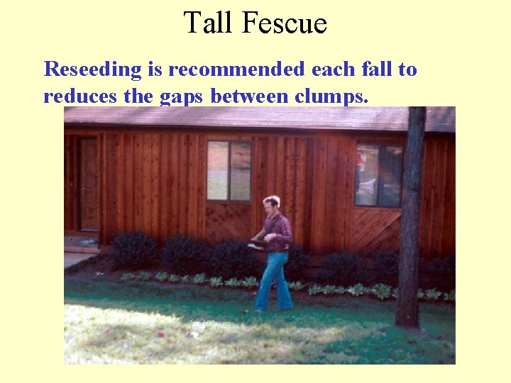 Tall Fescue Reseeding is recommended each fall to reduces the gaps between clumps. 