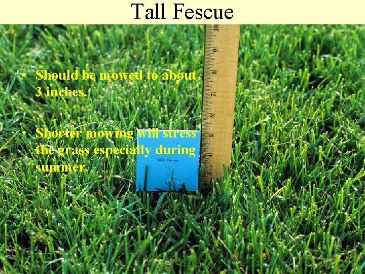 Tall Fescue • Should be mowed to about 3 inches. • Shorter mowing will