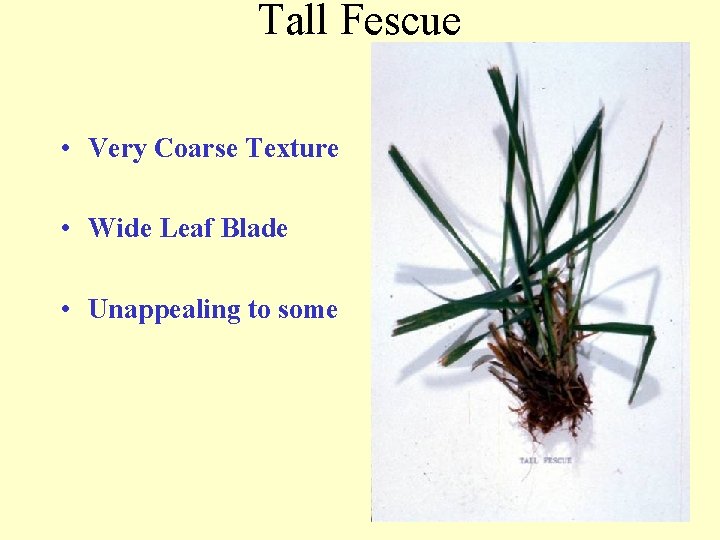 Tall Fescue • Very Coarse Texture • Wide Leaf Blade • Unappealing to some