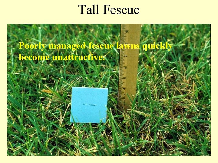 Tall Fescue Poorly managed fescue lawns quickly become unattractive. 