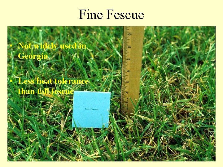 Fine Fescue • Not widely used in Georgia • Less heat tolerance than tall