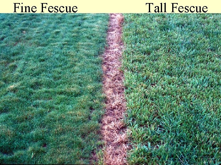 Fine Fescue Tall Fescue 