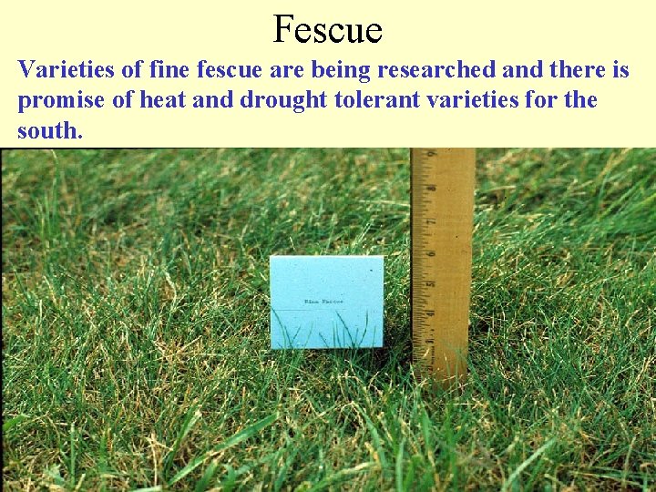Fescue Varieties of fine fescue are being researched and there is promise of heat