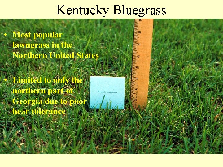 Kentucky Bluegrass • Most popular lawngrass in the Northern United States • Limited to