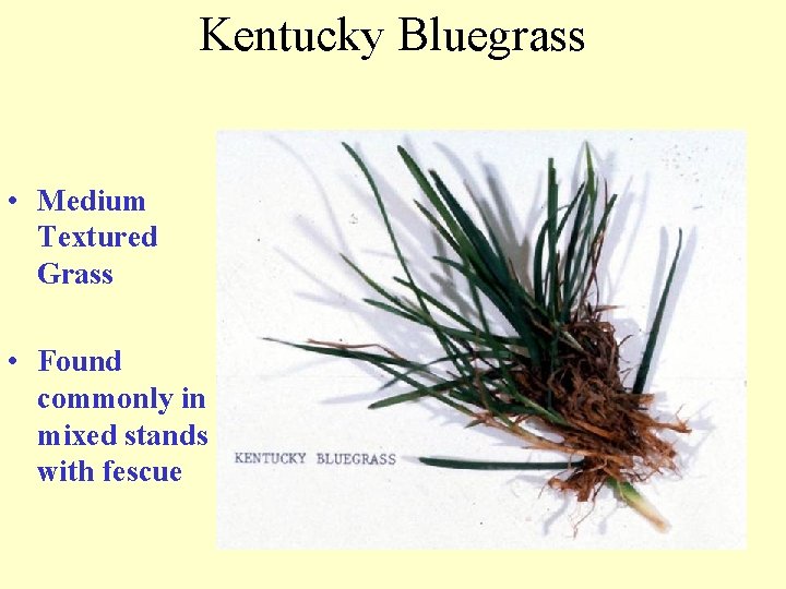 Kentucky Bluegrass • Medium Textured Grass • Found commonly in mixed stands with fescue