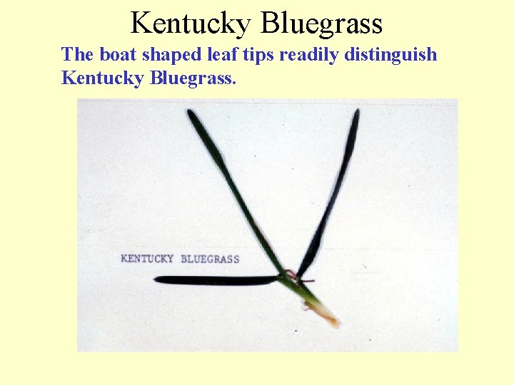 Kentucky Bluegrass The boat shaped leaf tips readily distinguish Kentucky Bluegrass. 