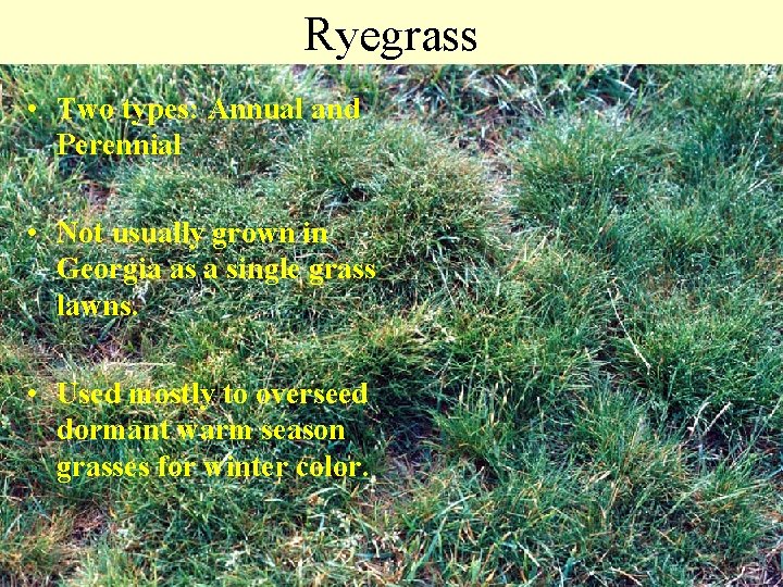 Ryegrass • Two types: Annual and Perennial • Not usually grown in Georgia as