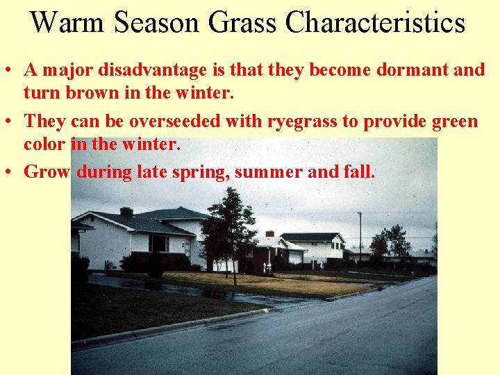 Warm Season Grass Characteristics • A major disadvantage is that they become dormant and